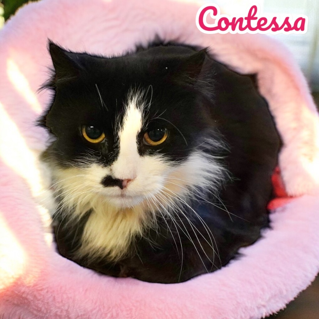 Contessa, an adoptable Domestic Long Hair in Nashville, GA, 31639 | Photo Image 1