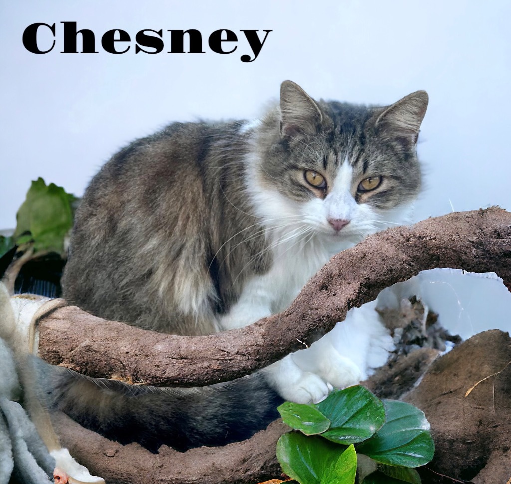 Chesney, an adoptable Domestic Long Hair in Nashville, GA, 31639 | Photo Image 1