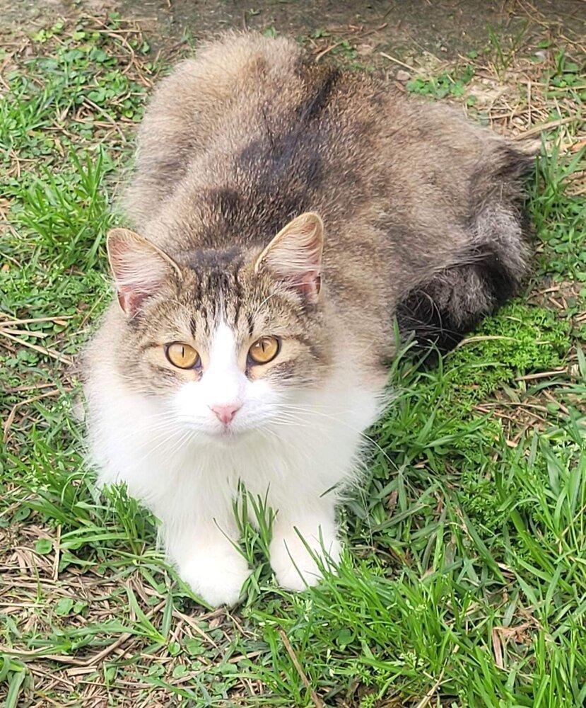 Chesney, an adoptable Domestic Long Hair in Nashville, GA, 31639 | Photo Image 2