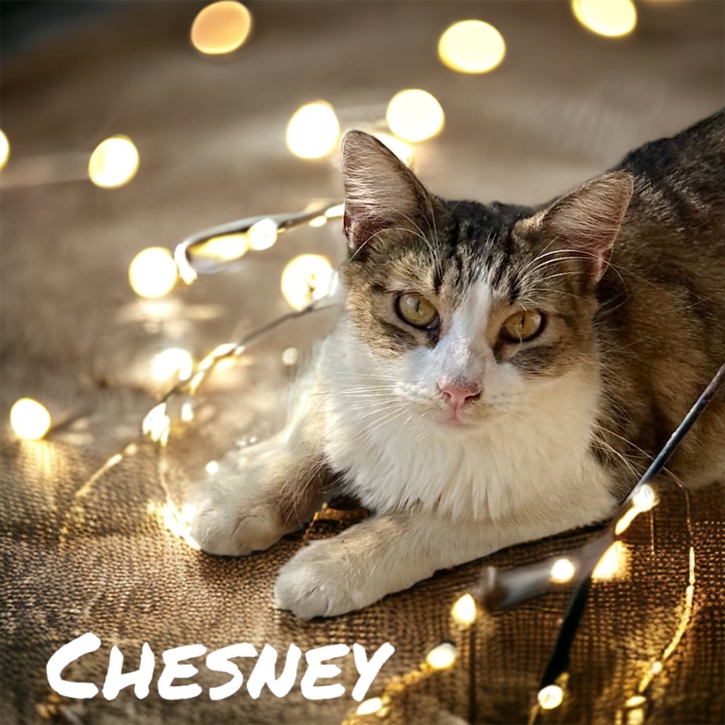 Chesney, an adoptable Domestic Long Hair in Nashville, GA, 31639 | Photo Image 3