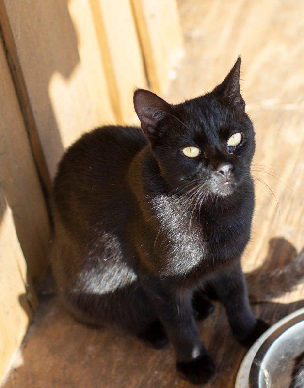 Bean, an adoptable Domestic Short Hair in Nashville, GA, 31639 | Photo Image 1