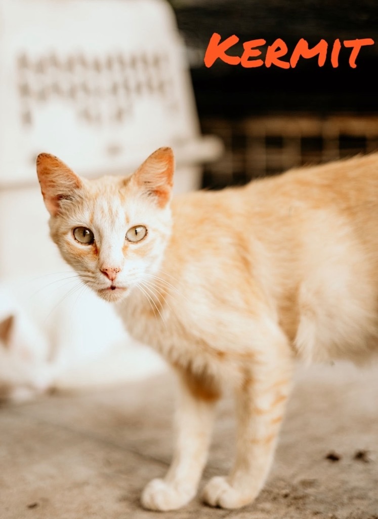 Kermit, an adoptable Domestic Short Hair in Nashville, GA, 31639 | Photo Image 1