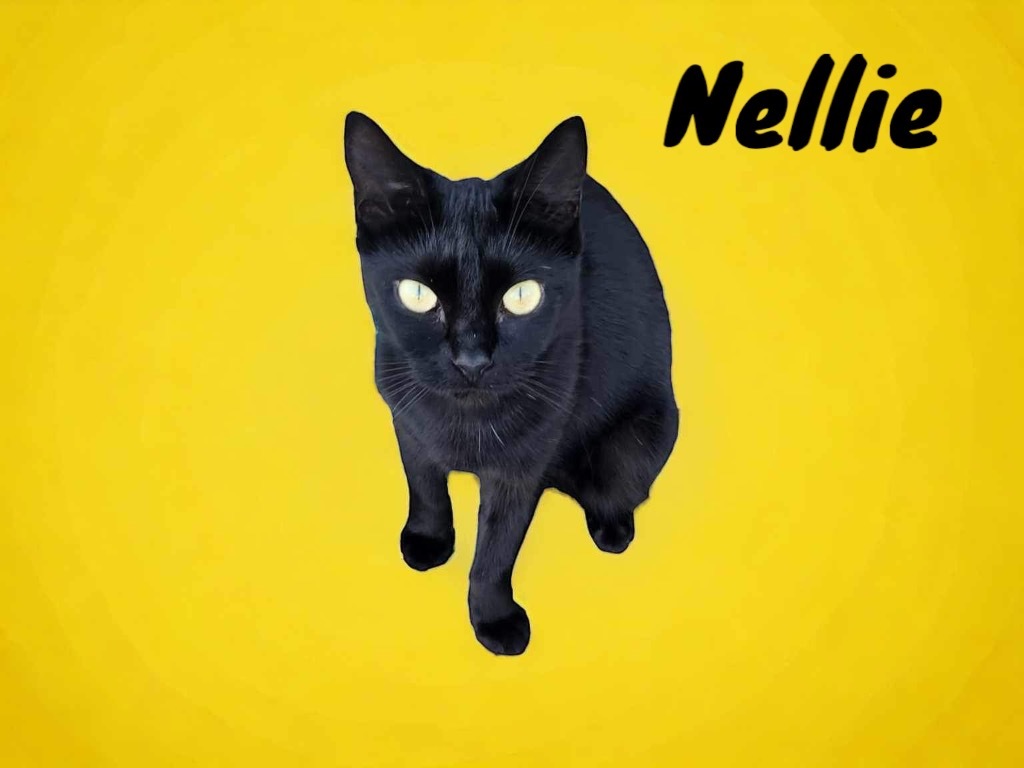 Nellie, an adoptable Domestic Short Hair in Nashville, GA, 31639 | Photo Image 1