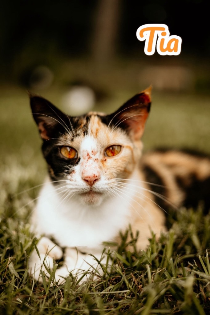 Tia, an adoptable Calico in Nashville, GA, 31639 | Photo Image 1