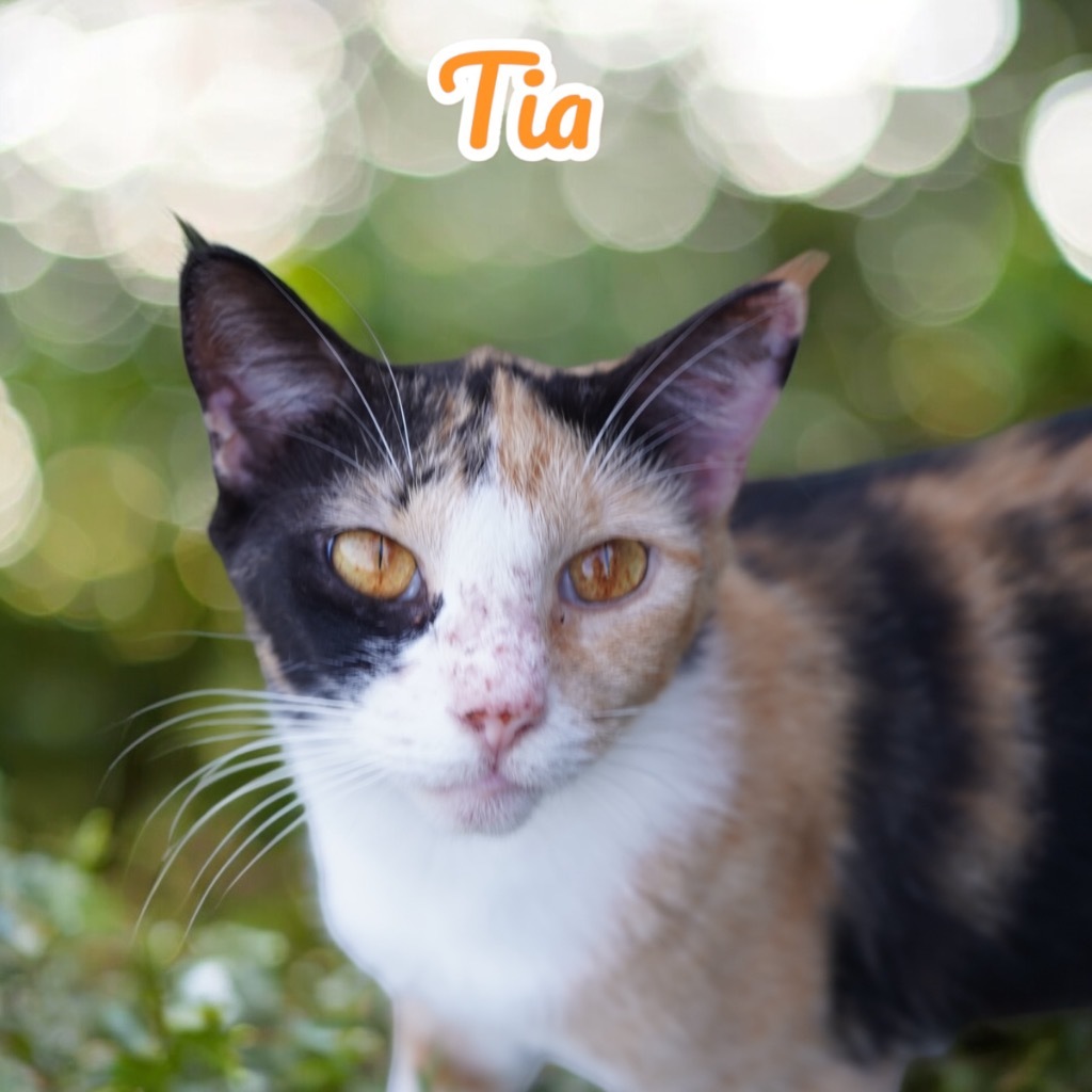 Tia, an adoptable Calico in Nashville, GA, 31639 | Photo Image 1