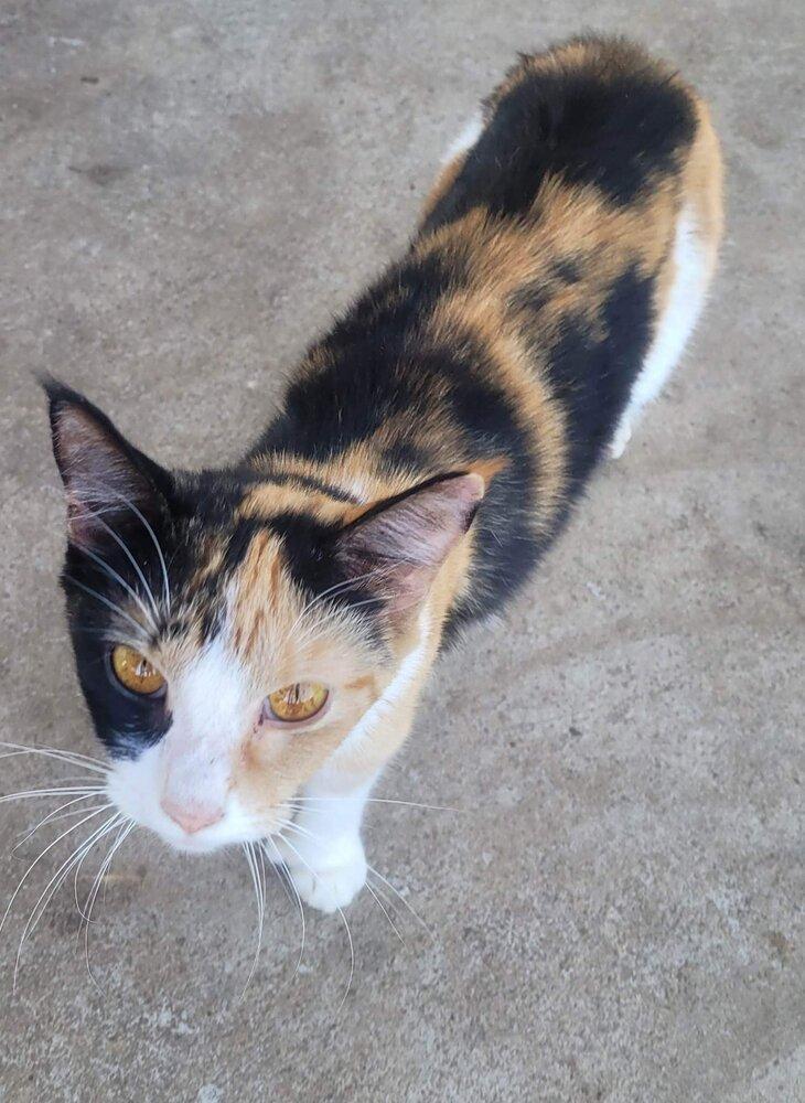 Tia, an adoptable Calico in Nashville, GA, 31639 | Photo Image 2