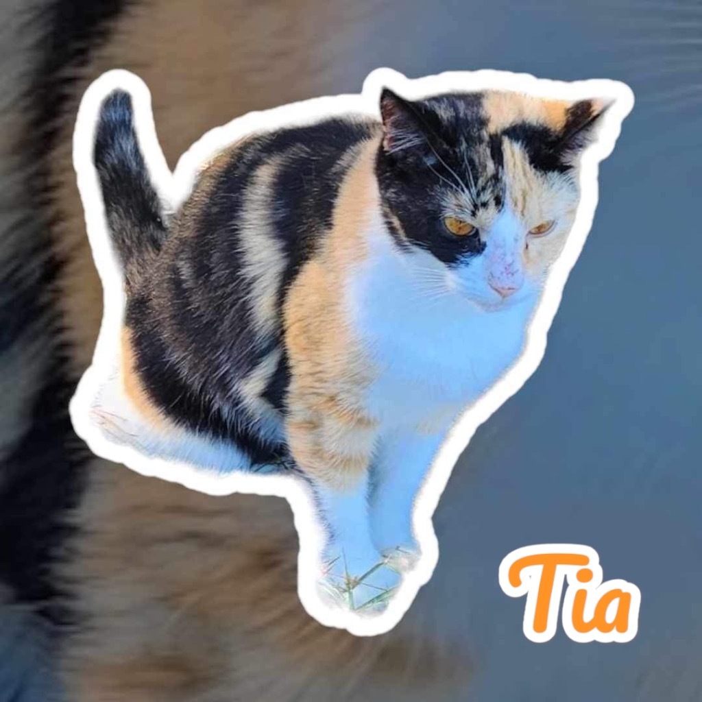 Tia, an adoptable Calico in Nashville, GA, 31639 | Photo Image 3