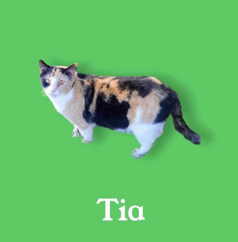 Tia, an adoptable Calico in Nashville, GA, 31639 | Photo Image 4