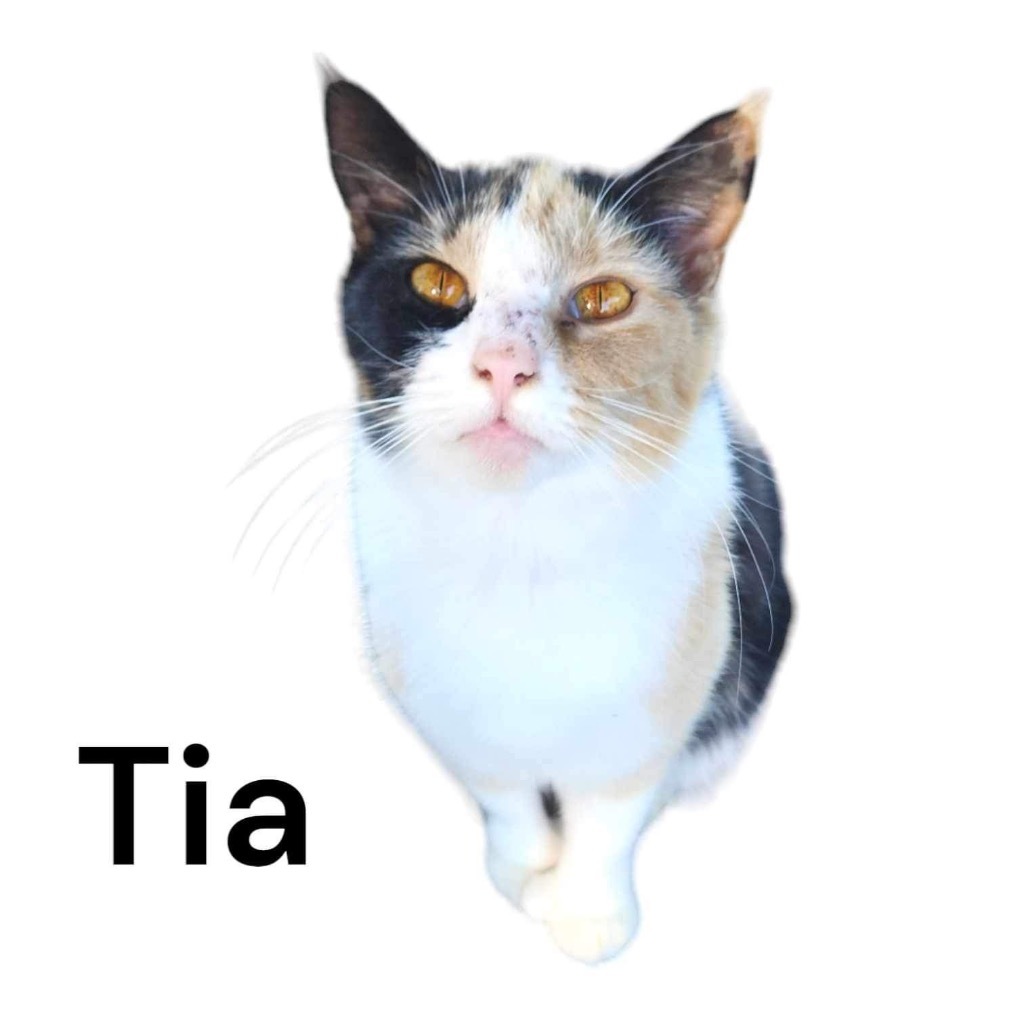 Tia, an adoptable Calico in Nashville, GA, 31639 | Photo Image 6