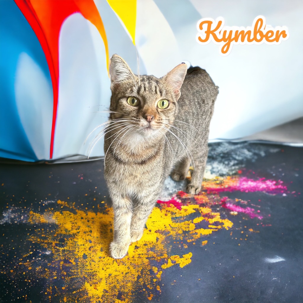 Kymber, an adoptable Manx in Nashville, GA, 31639 | Photo Image 1