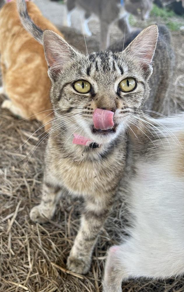 Kymber, an adoptable Manx in Nashville, GA, 31639 | Photo Image 2