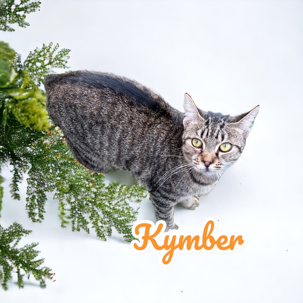 Kymber, an adoptable Manx in Nashville, GA, 31639 | Photo Image 3