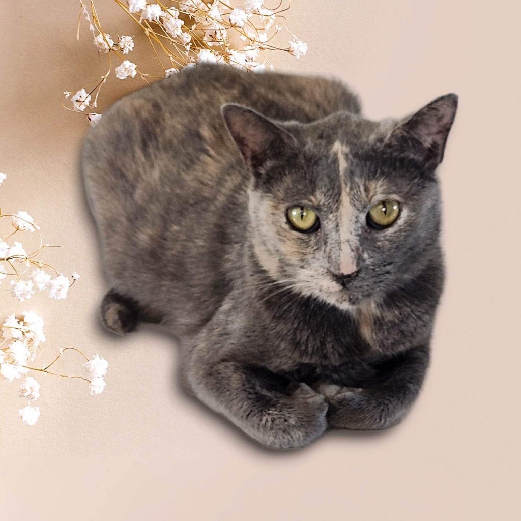 Lady Luck, an adoptable Domestic Short Hair in Nashville, GA, 31639 | Photo Image 1