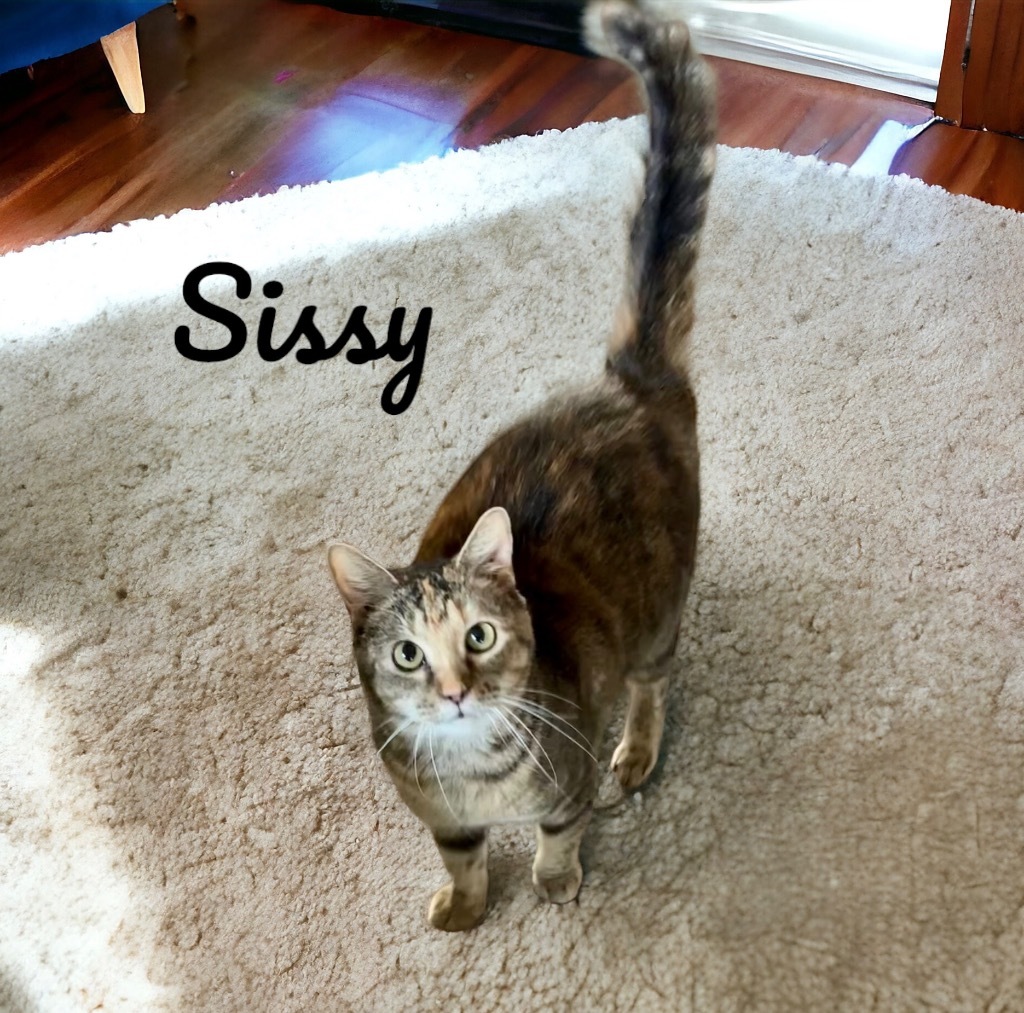 Sissy, an adoptable Domestic Short Hair in Nashville, GA, 31639 | Photo Image 1