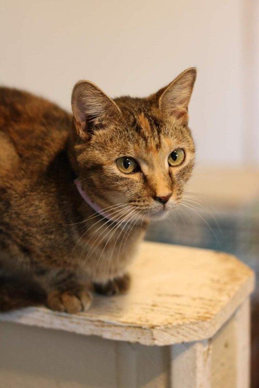 Sissy, an adoptable Domestic Short Hair in Nashville, GA, 31639 | Photo Image 2