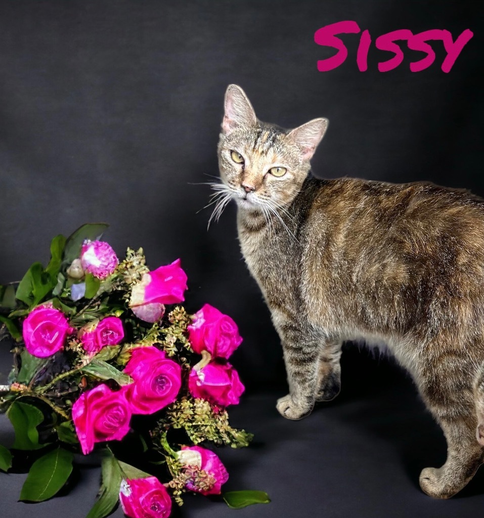 Sissy, an adoptable Domestic Short Hair in Nashville, GA, 31639 | Photo Image 4