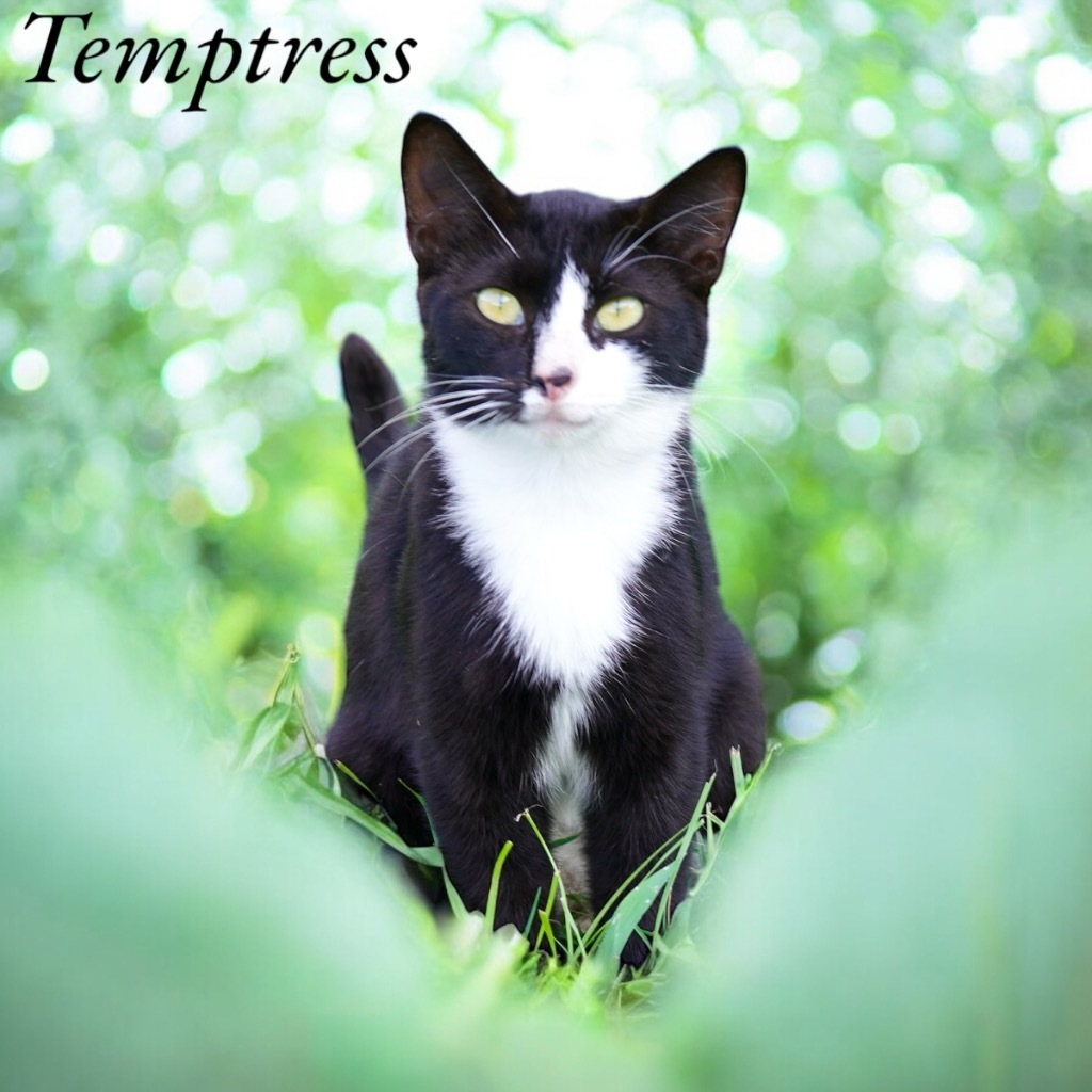 Temptress, an adoptable Domestic Short Hair in Nashville, GA, 31639 | Photo Image 1