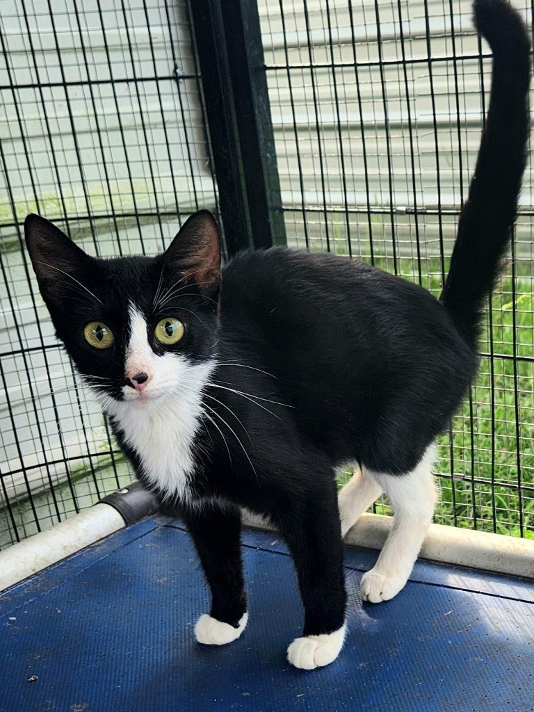 Temptress, an adoptable Domestic Short Hair in Nashville, GA, 31639 | Photo Image 2