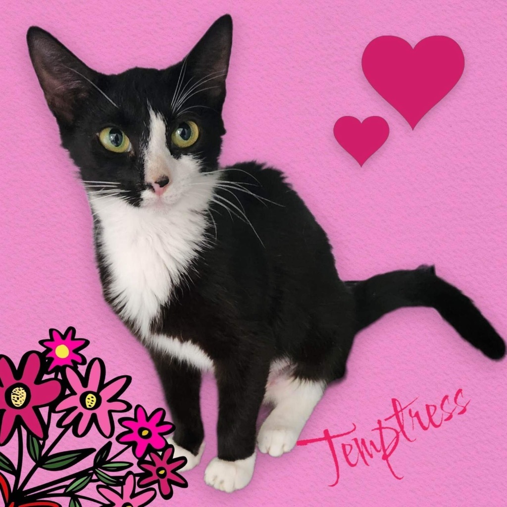 Temptress, an adoptable Domestic Short Hair in Nashville, GA, 31639 | Photo Image 3