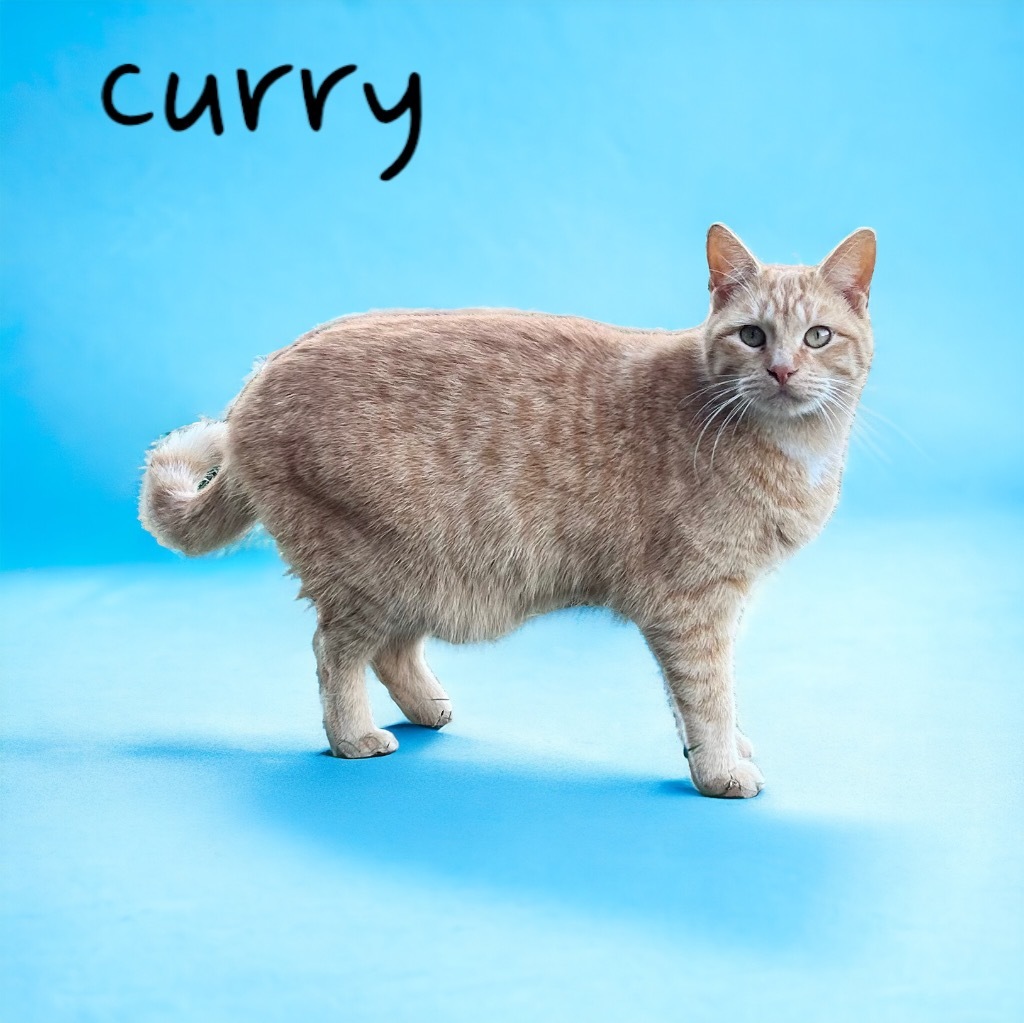 Curry, an adoptable Domestic Short Hair in Nashville, GA, 31639 | Photo Image 1