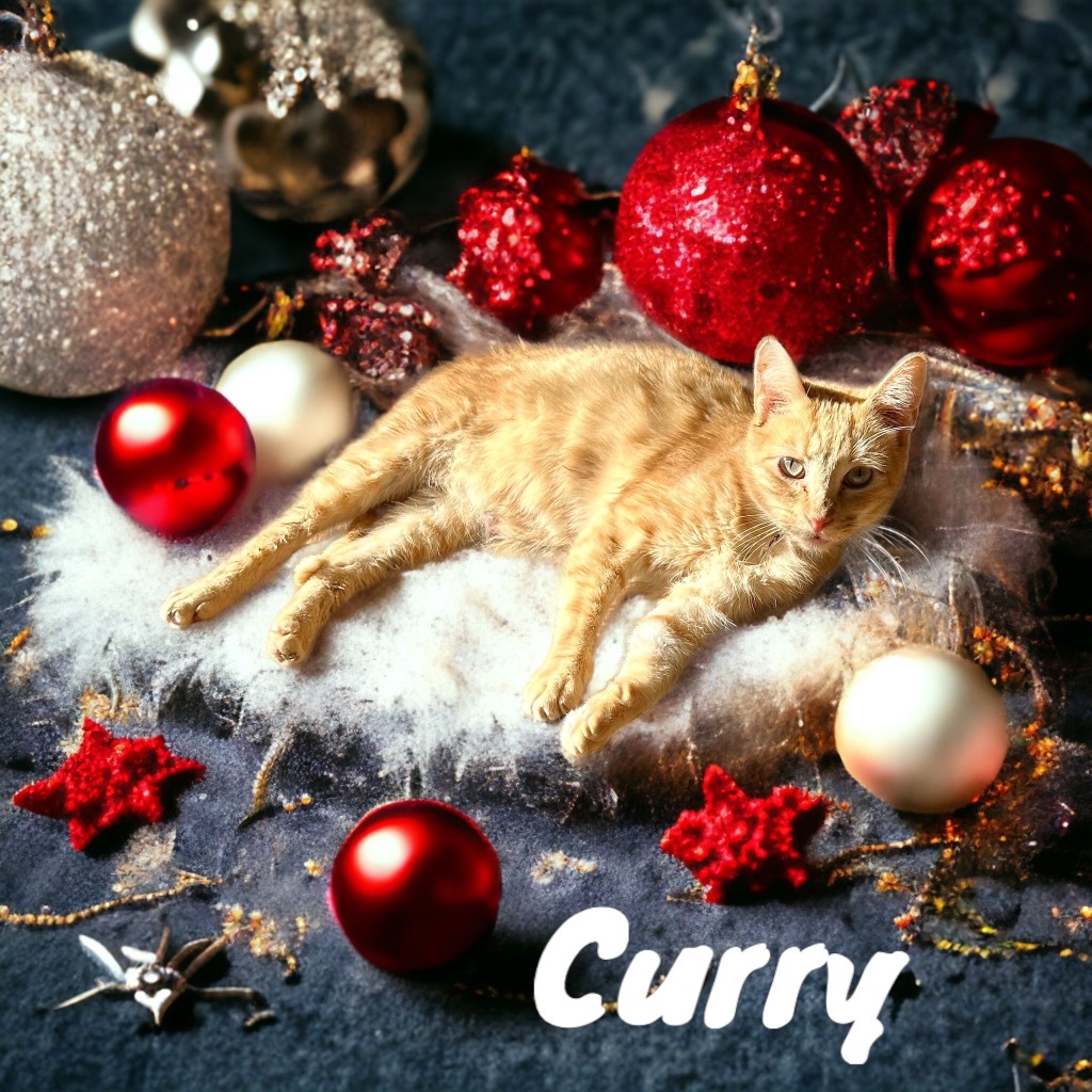 Curry, an adoptable Domestic Short Hair in Nashville, GA, 31639 | Photo Image 4