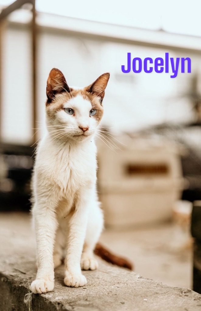 Jocelyn, an adoptable Siamese in Nashville, GA, 31639 | Photo Image 1