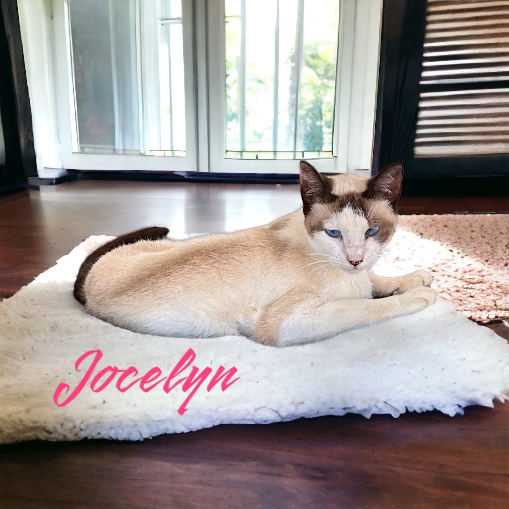 Jocelyn, an adoptable Siamese in Nashville, GA, 31639 | Photo Image 3