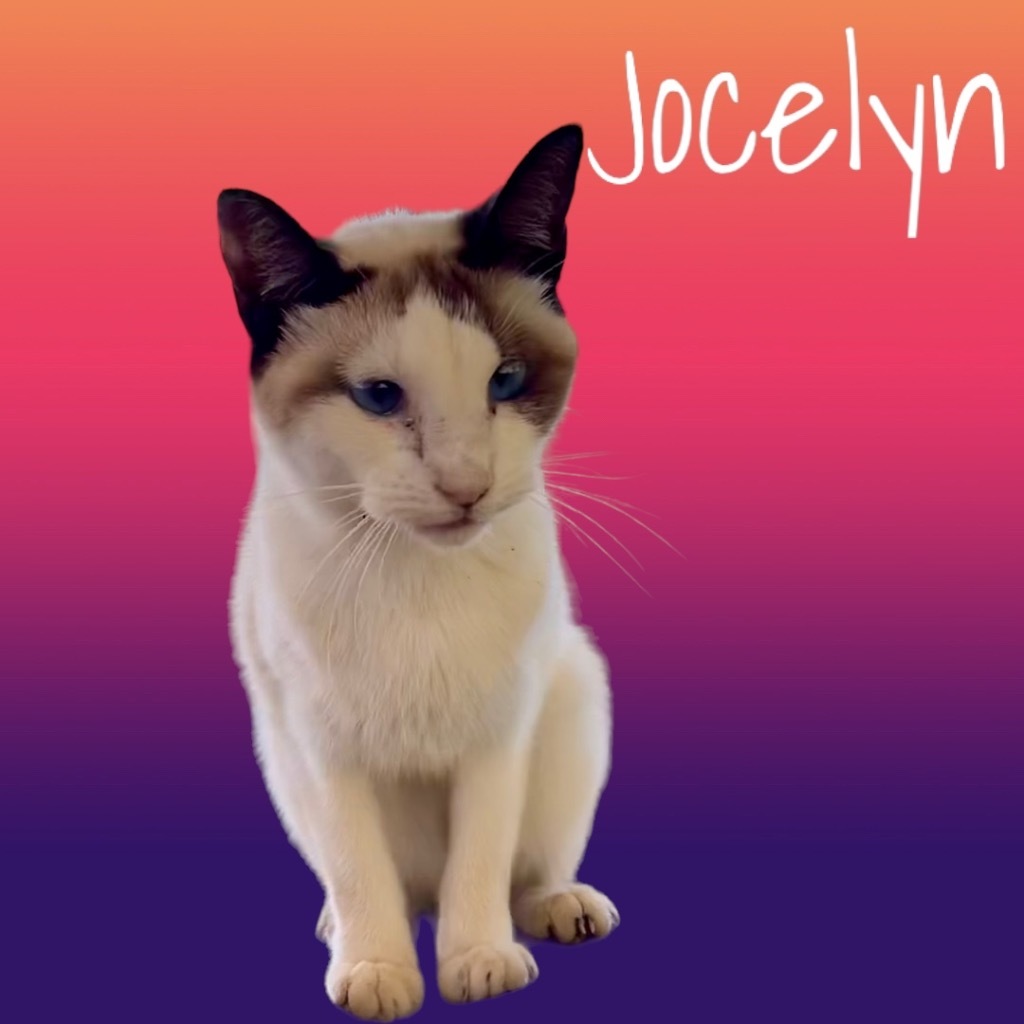 Jocelyn, an adoptable Siamese in Nashville, GA, 31639 | Photo Image 4