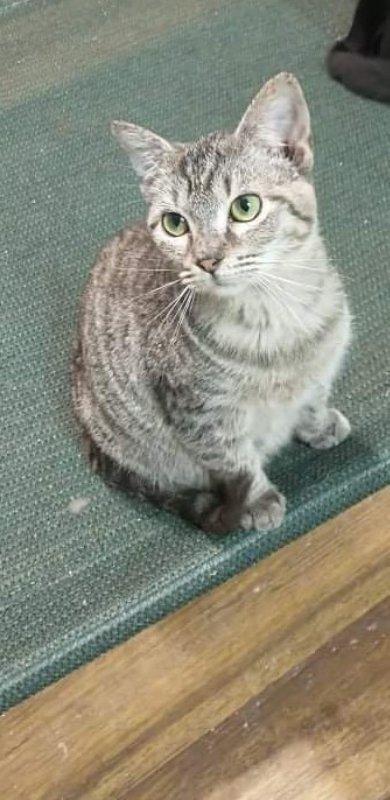 Sharky, an adoptable Domestic Short Hair in Nashville, GA, 31639 | Photo Image 1