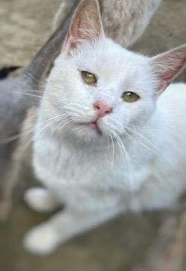 Hedwig, an adoptable Domestic Short Hair in Nashville, GA, 31639 | Photo Image 1