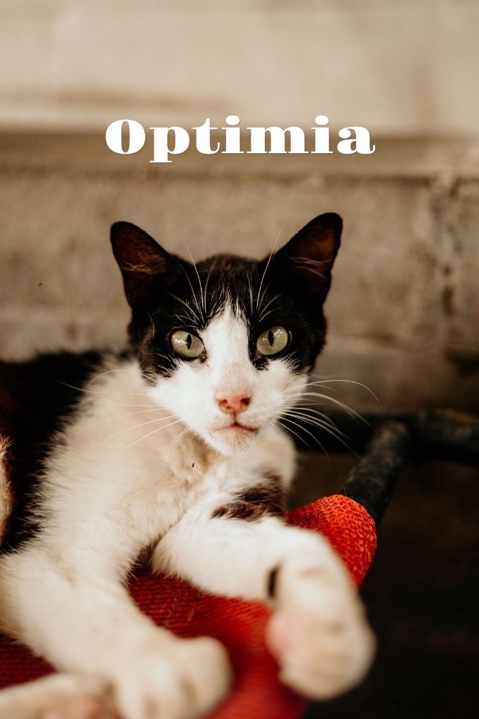 Optimia, an adoptable Domestic Short Hair in Nashville, GA, 31639 | Photo Image 1