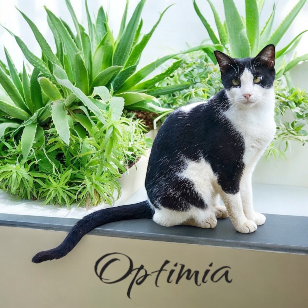 Optimia, an adoptable Domestic Short Hair in Nashville, GA, 31639 | Photo Image 1