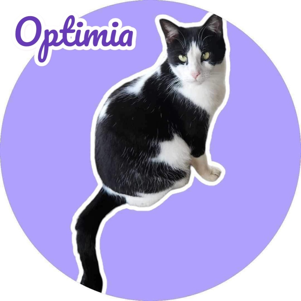 Optimia, an adoptable Domestic Short Hair in Nashville, GA, 31639 | Photo Image 2