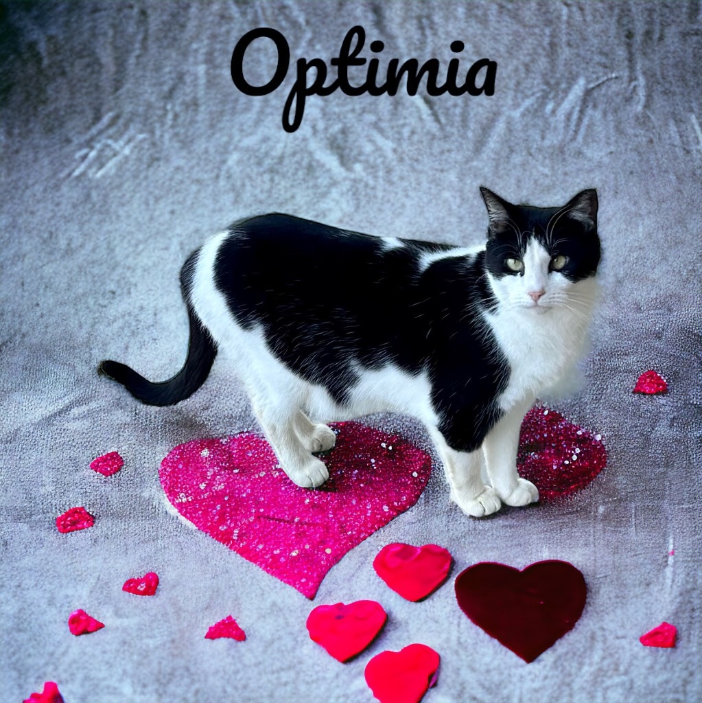 Optimia, an adoptable Domestic Short Hair in Nashville, GA, 31639 | Photo Image 3