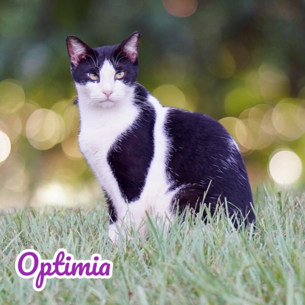 Optimia, an adoptable Domestic Short Hair in Nashville, GA, 31639 | Photo Image 5