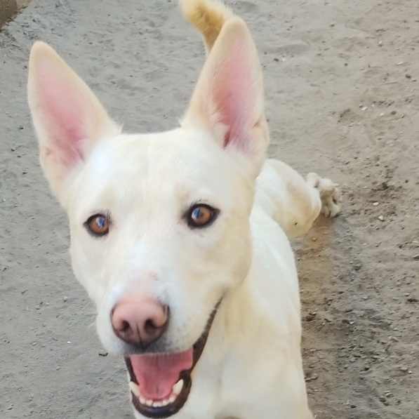 Shiba inu german 2024 shepherd husky mix