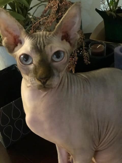 Hairless cat store rescue near me