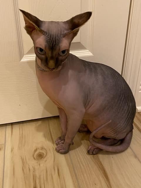 Hairless kittens hot sale for adoption