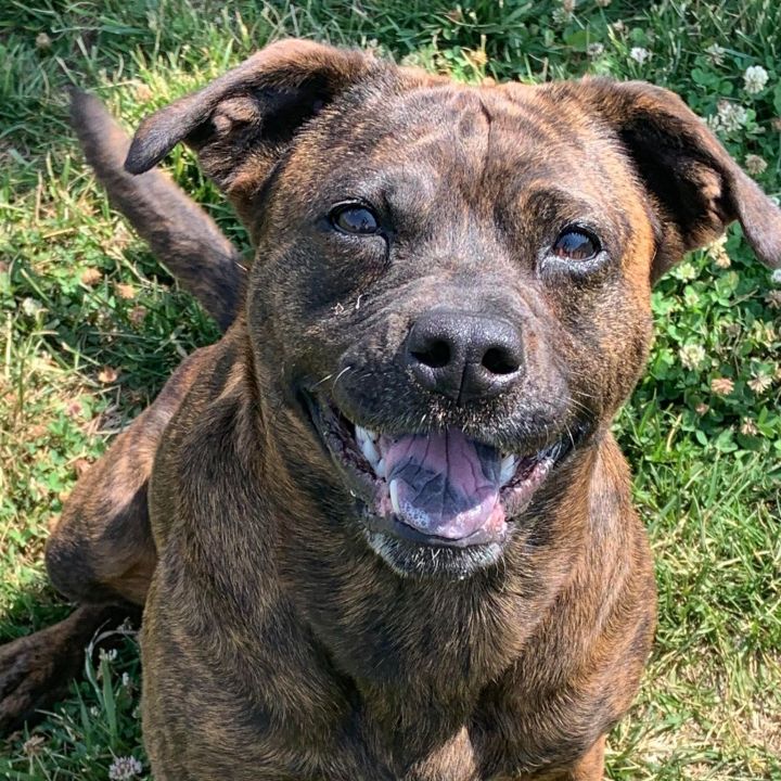 Brindle black best sale mouth cur