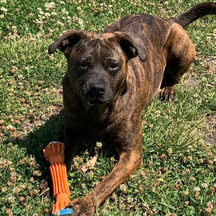 Brindle black clearance mouth cur