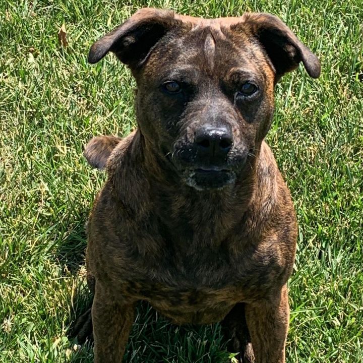 Scarlett, an adoptable Black Mouth Cur & Pit Bull Terrier Mix in Rushville, IL_image-4
