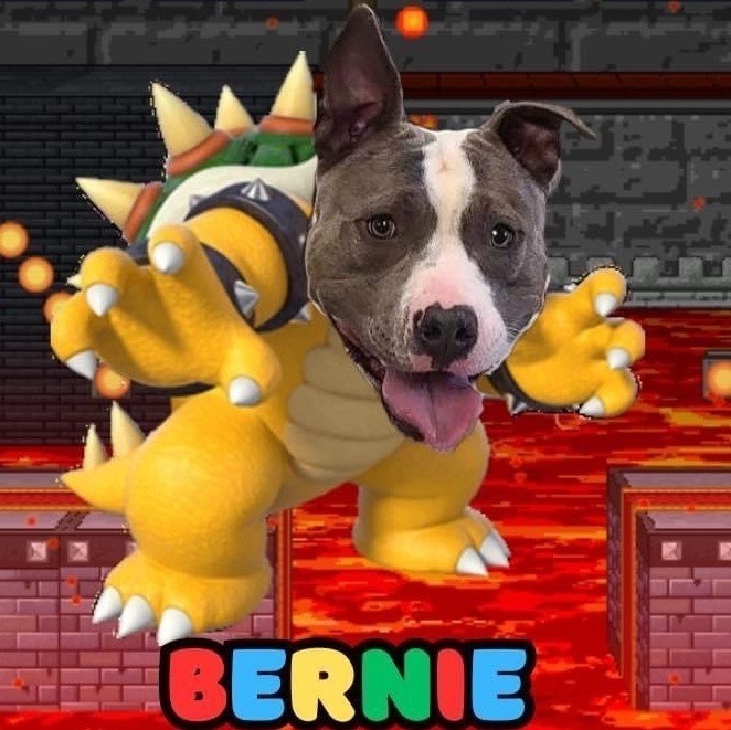 BERNIE, an adoptable Pit Bull Terrier in Indianapolis, IN_image-5