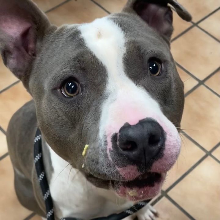 BERNIE, an adoptable Pit Bull Terrier in Indianapolis, IN_image-1