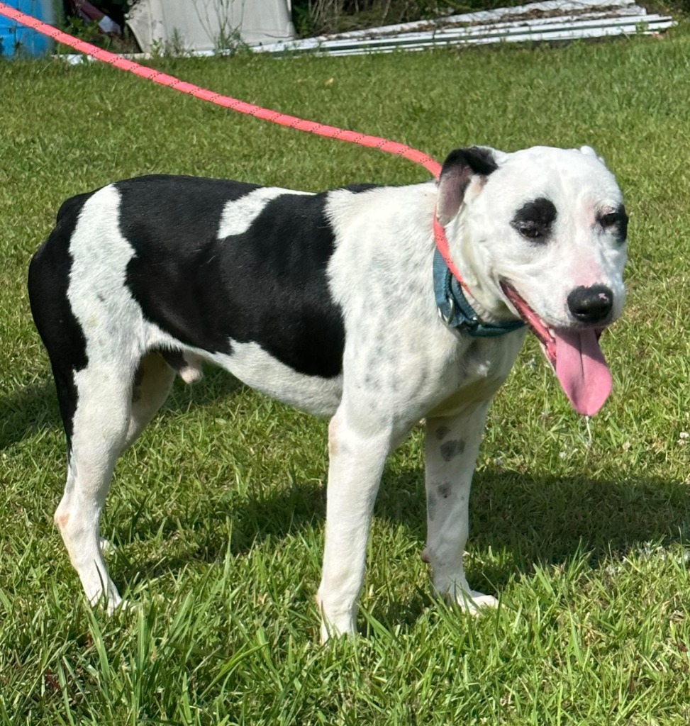 PETEY, an adoptable Labrador Retriever in Marianna, FL, 32447 | Photo Image 1