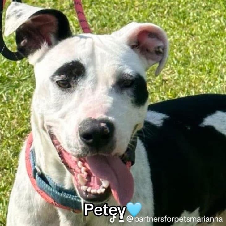 PETEY, an adoptable American Bulldog in Marianna, FL, 32447 | Photo Image 1