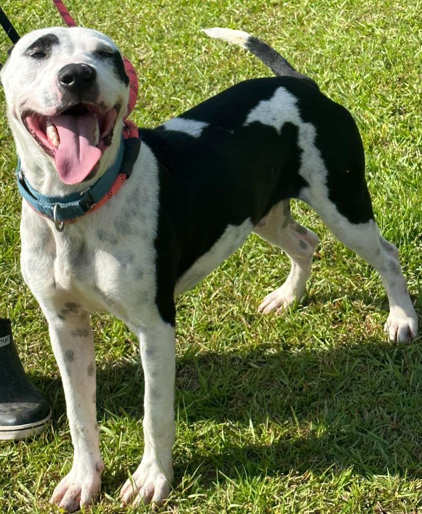 PETEY, an adoptable American Bulldog in Marianna, FL, 32447 | Photo Image 3