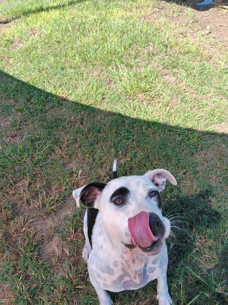 PETEY, an adoptable American Bulldog in Marianna, FL, 32447 | Photo Image 4