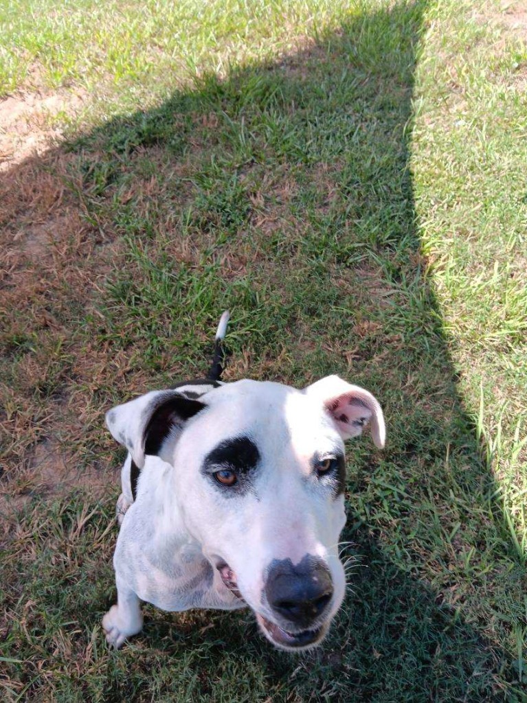 PETEY, an adoptable American Bulldog in Marianna, FL, 32447 | Photo Image 5