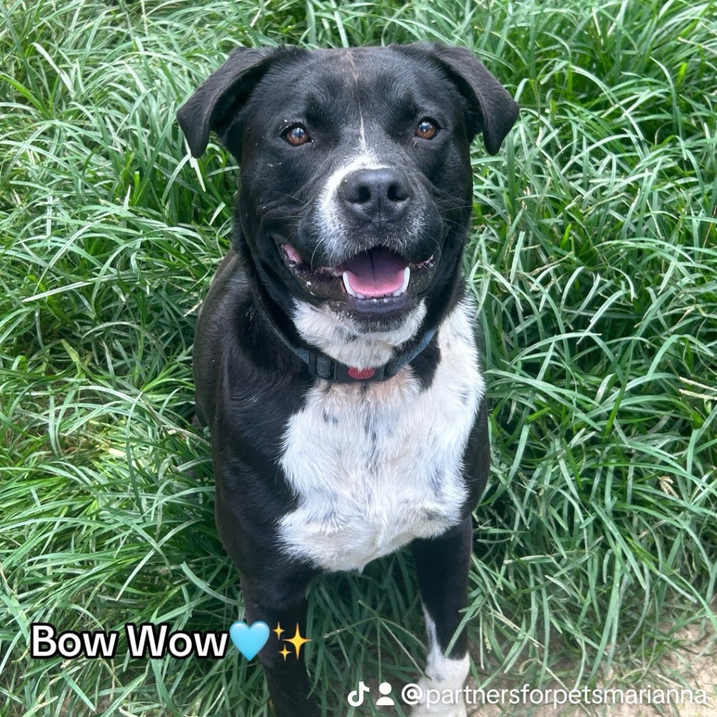 LIL' BOW WOW, an adoptable Labrador Retriever in Marianna, FL, 32447 | Photo Image 1