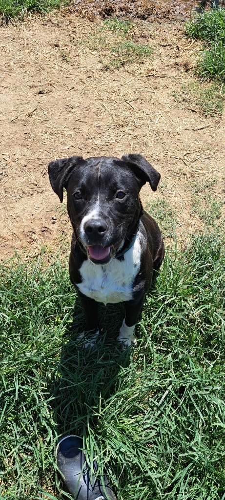 LIL' BOW WOW, an adoptable Labrador Retriever in Marianna, FL, 32447 | Photo Image 2